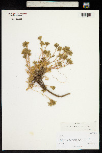 Image of Calandrinia umbellata