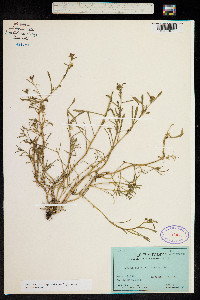 Calandrinia caulescens image