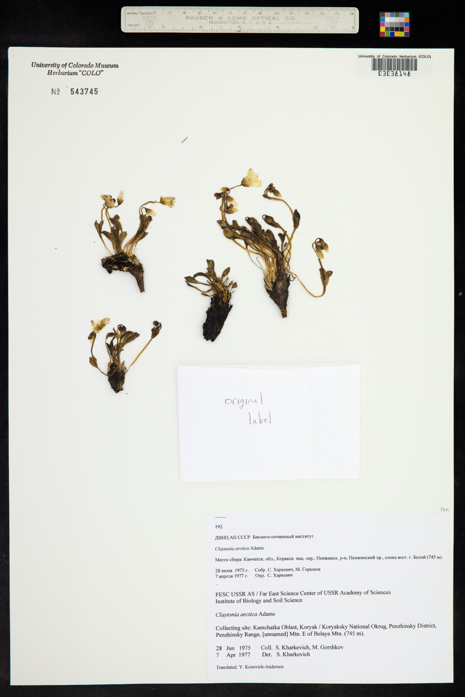 Claytonia arctica image