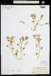 Image of Claytonia diffusa