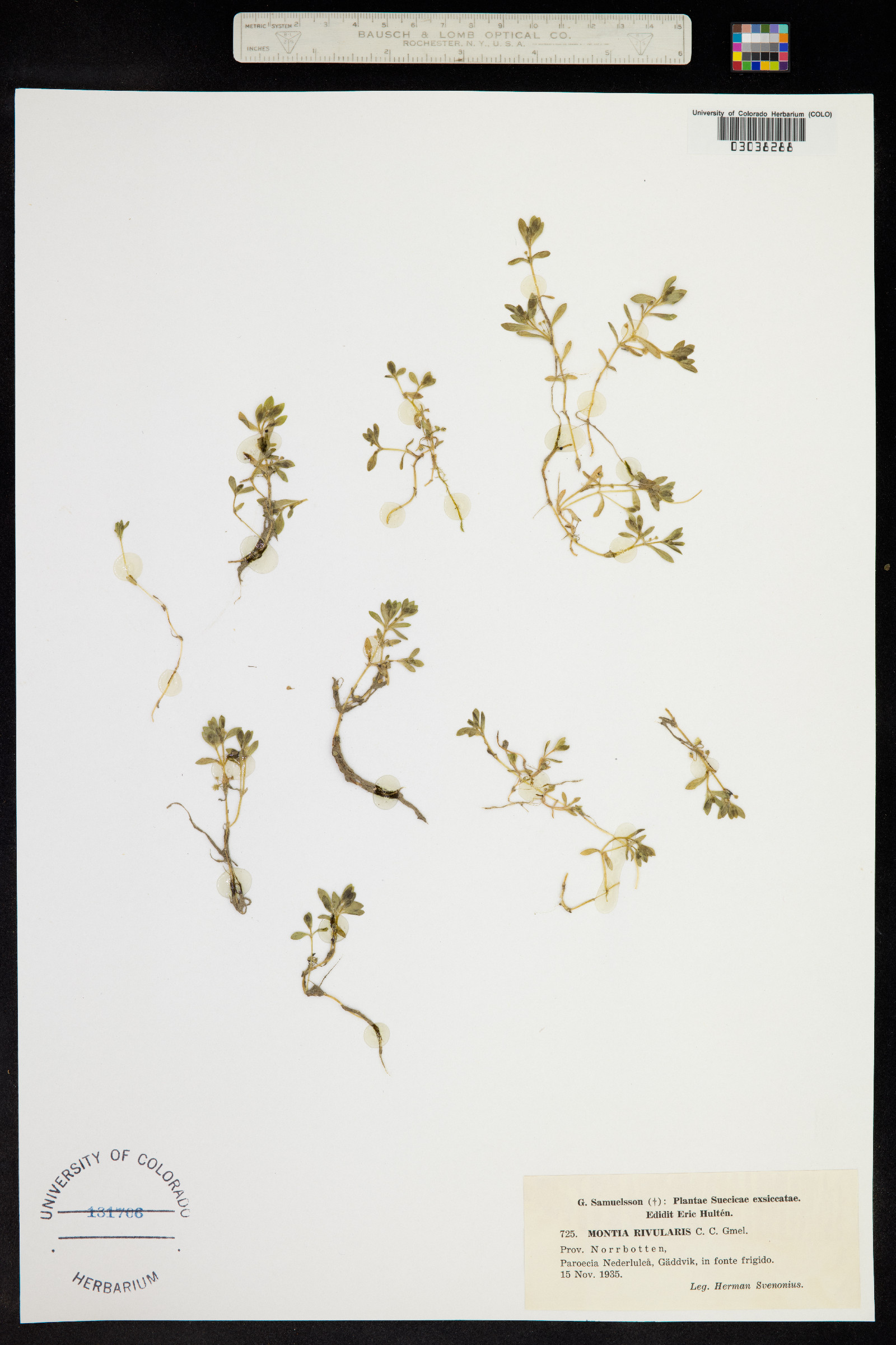Montia fontana image