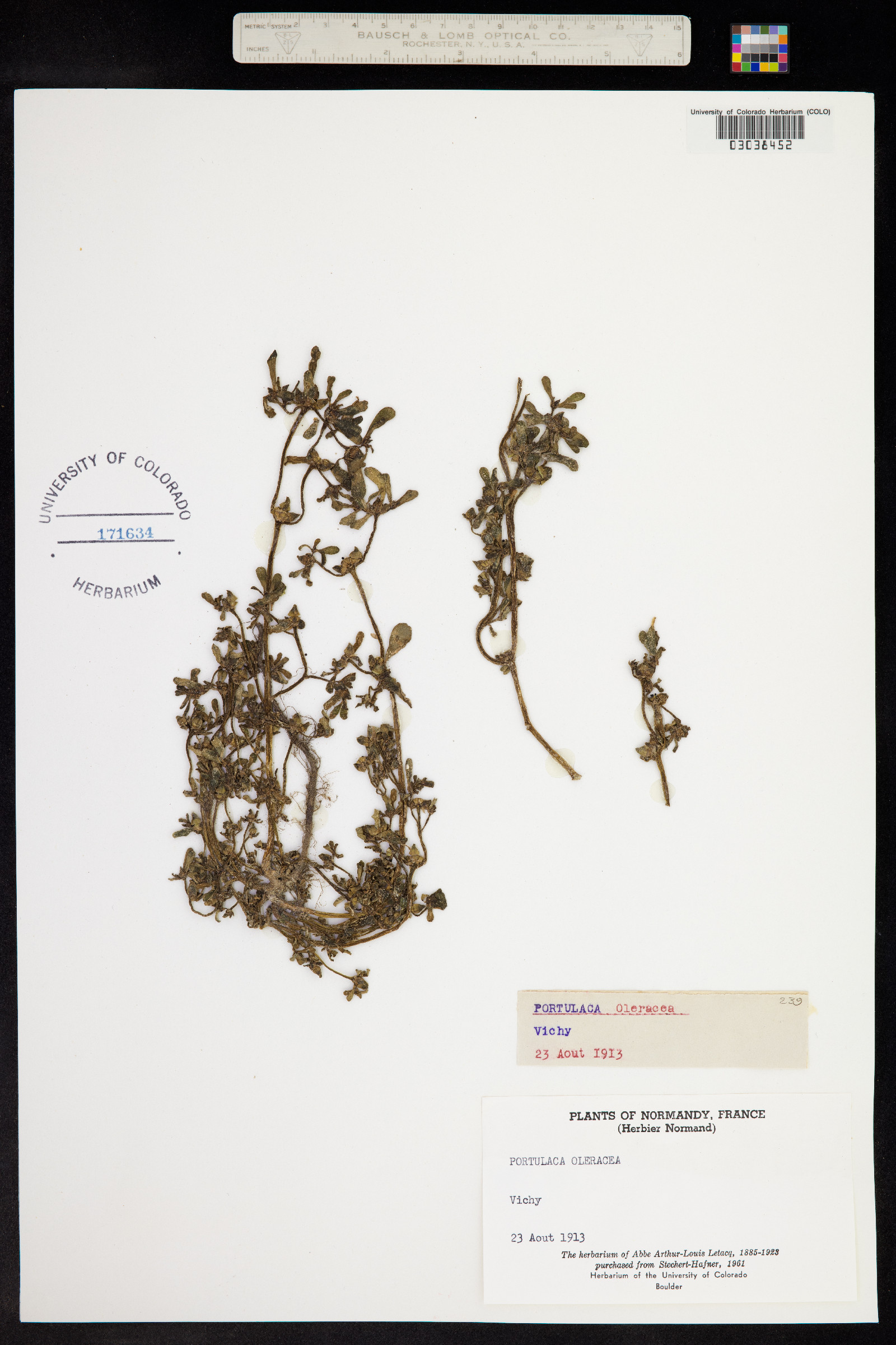 Portulaca oleracea image