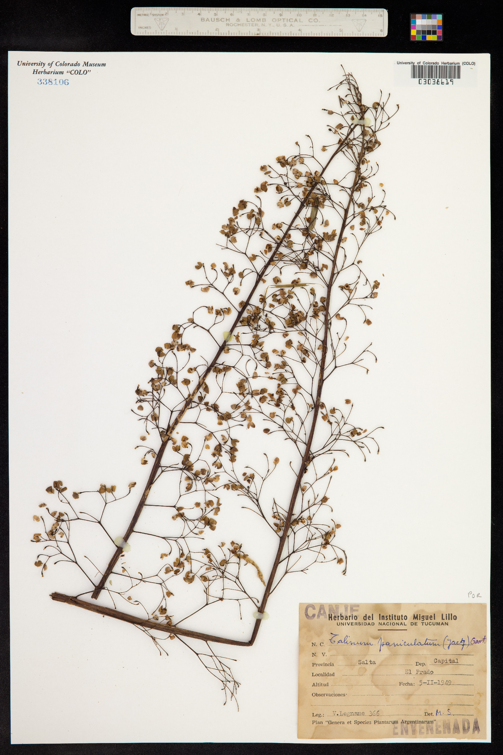 Talinum paniculatum image