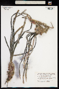 Image of Posidonia oceanica