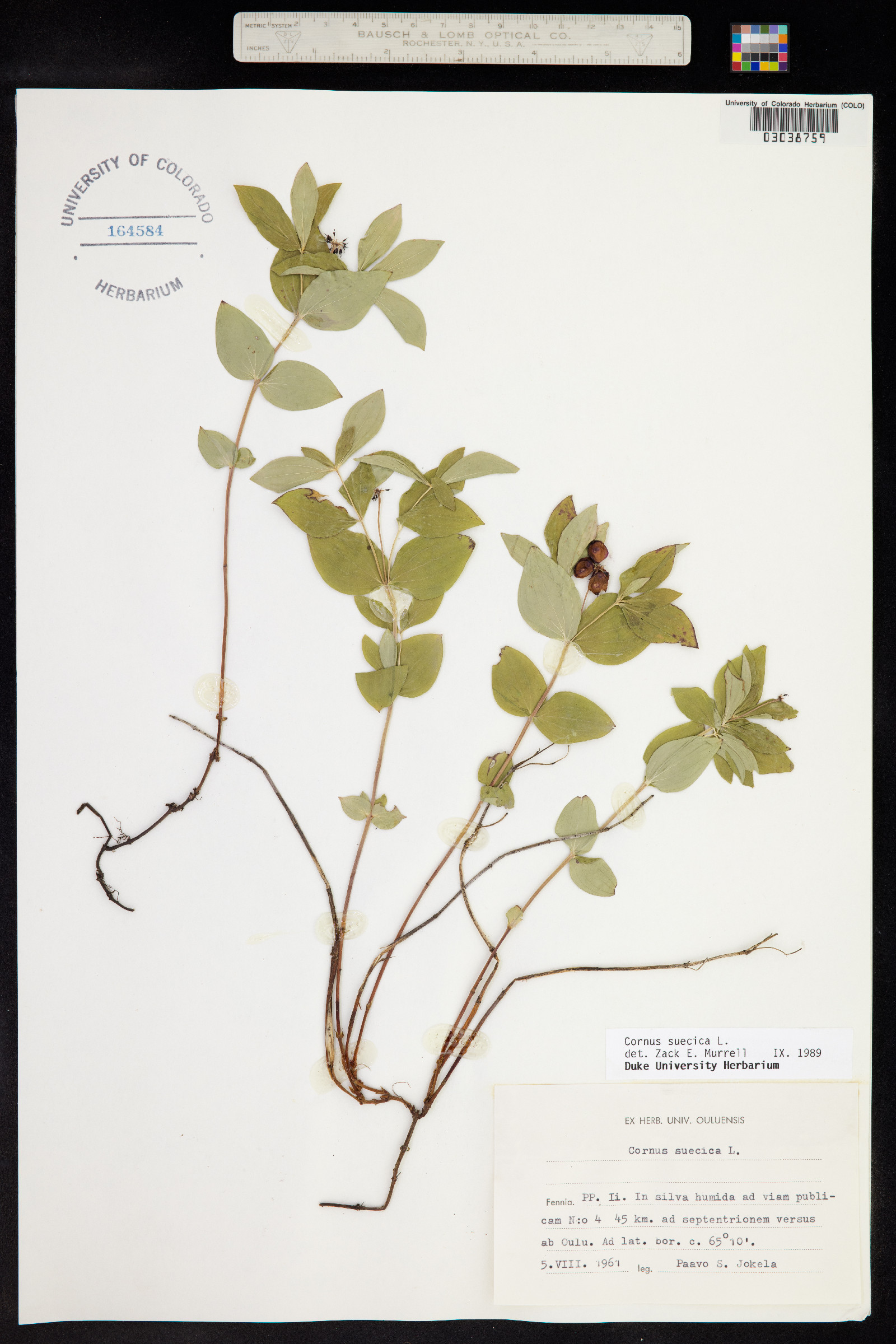 Cornus suecica image