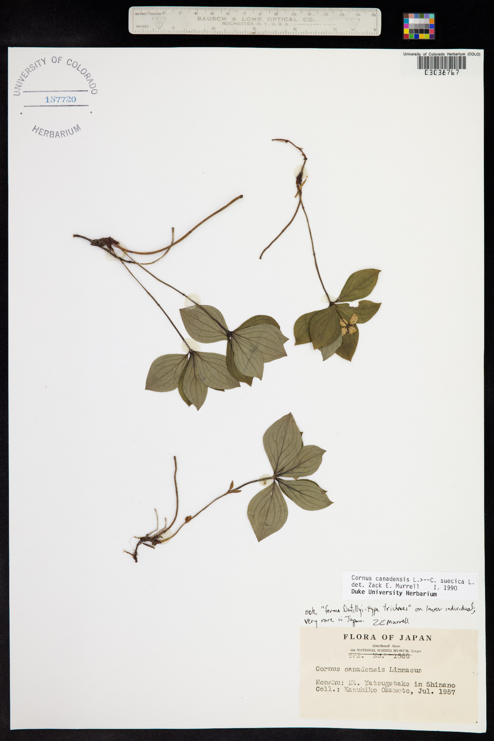 Cornus canadensis image