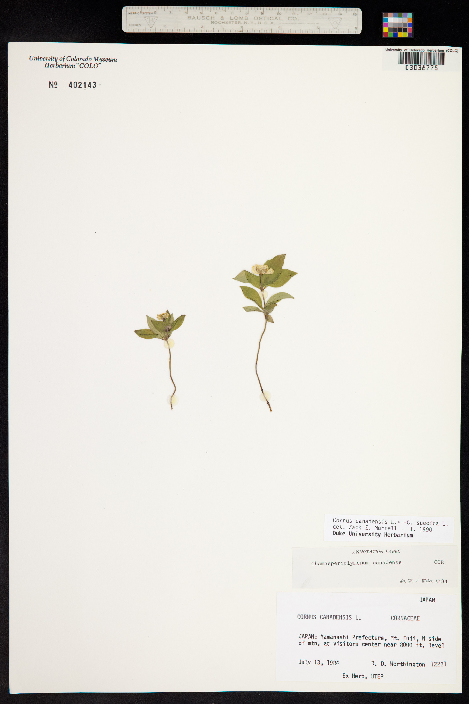 Cornus canadensis image