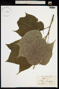 Alangium platanifolium image