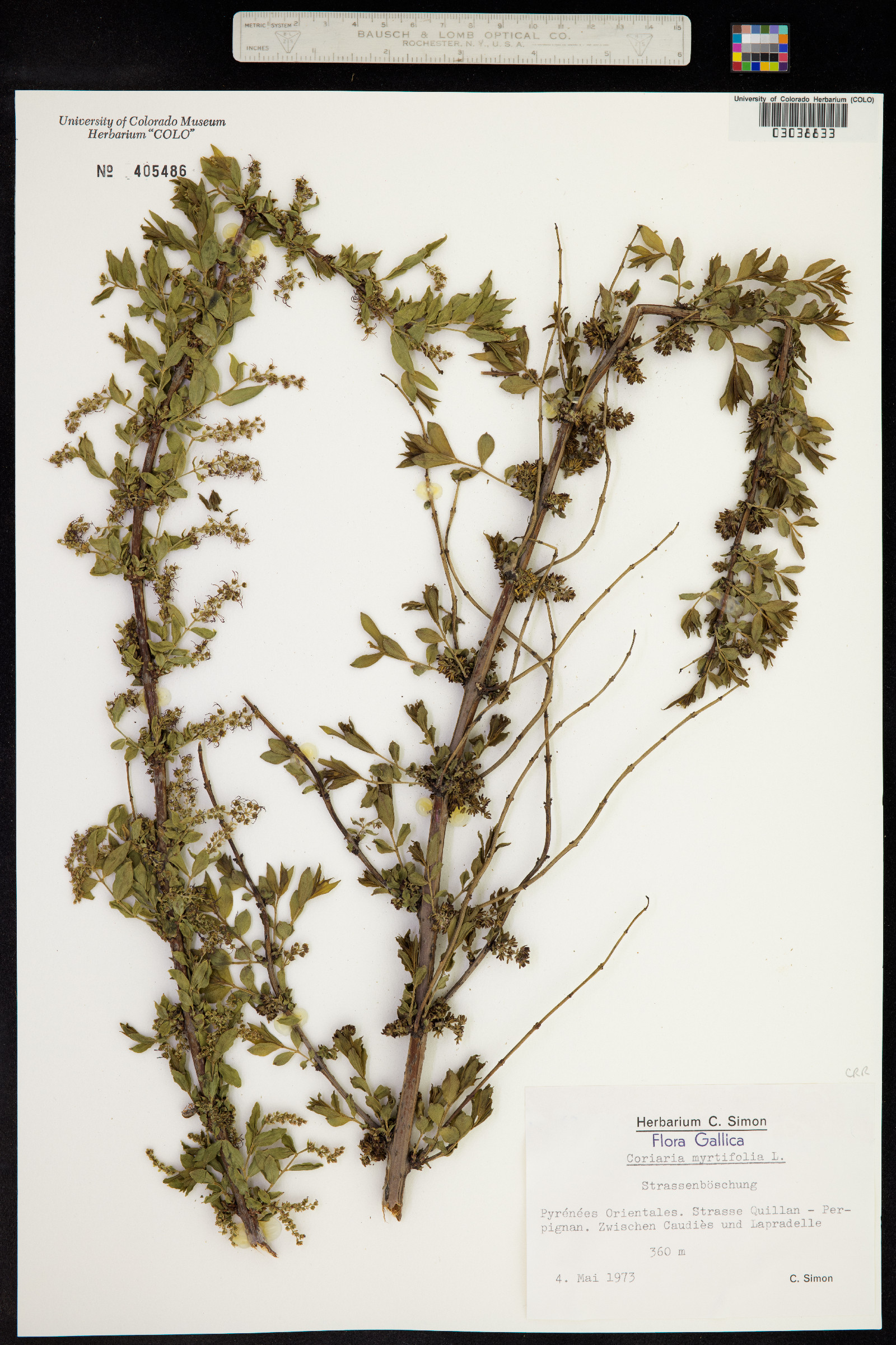 Coriaria myrtifolia image