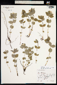 Image of Chamaepericlymenum suecicum