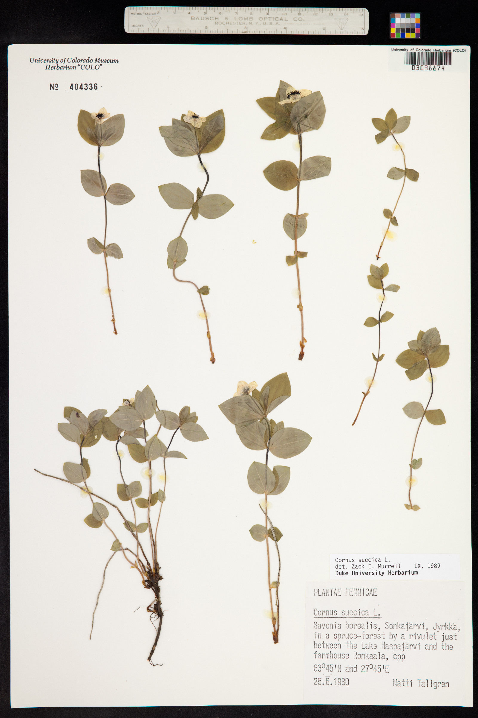 Cornus suecica image