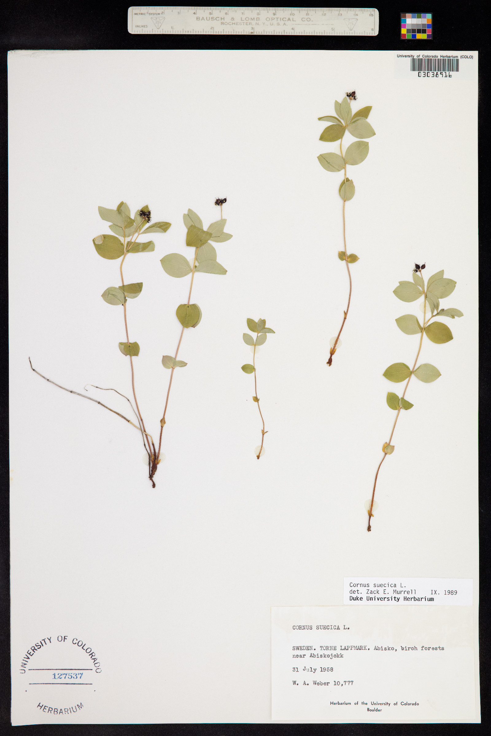 Cornus suecica image