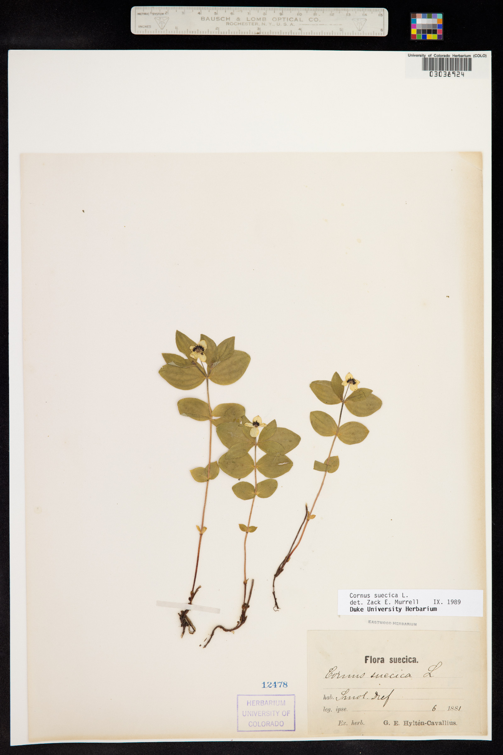 Cornus suecica image