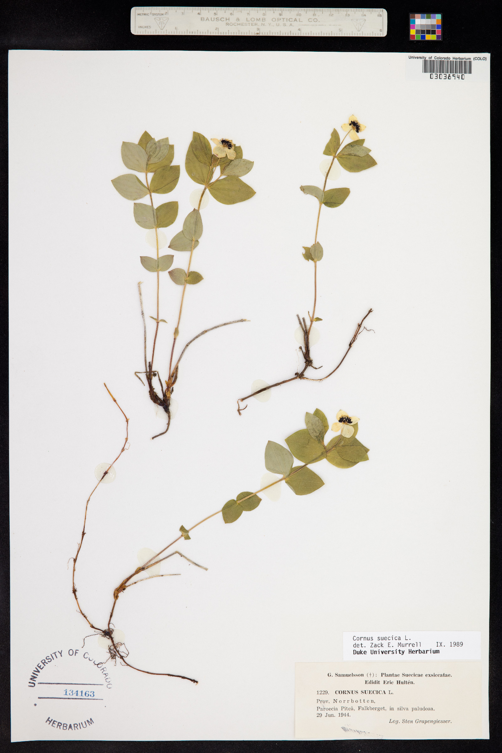 Cornus suecica image