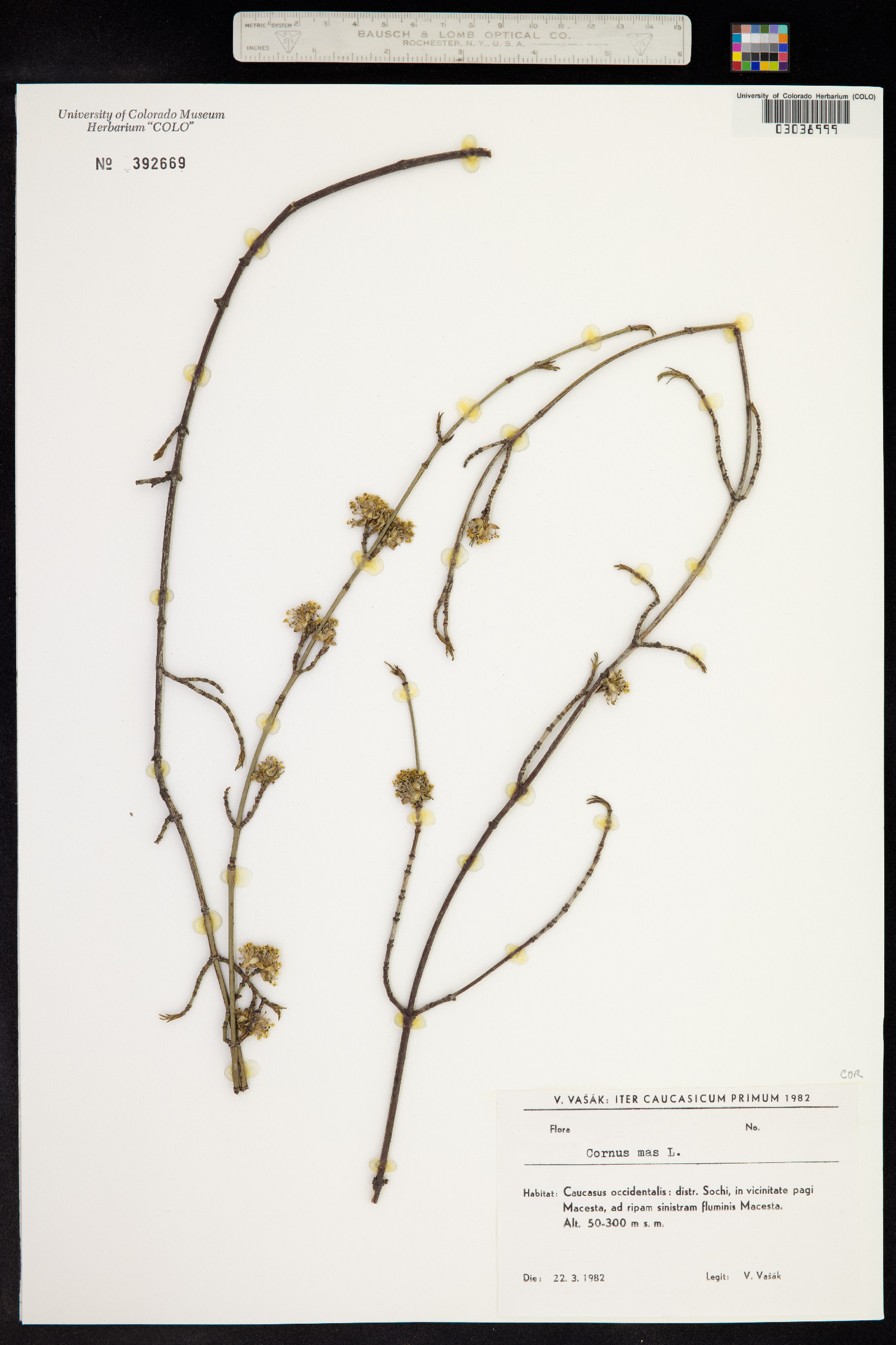 Cornus mas image