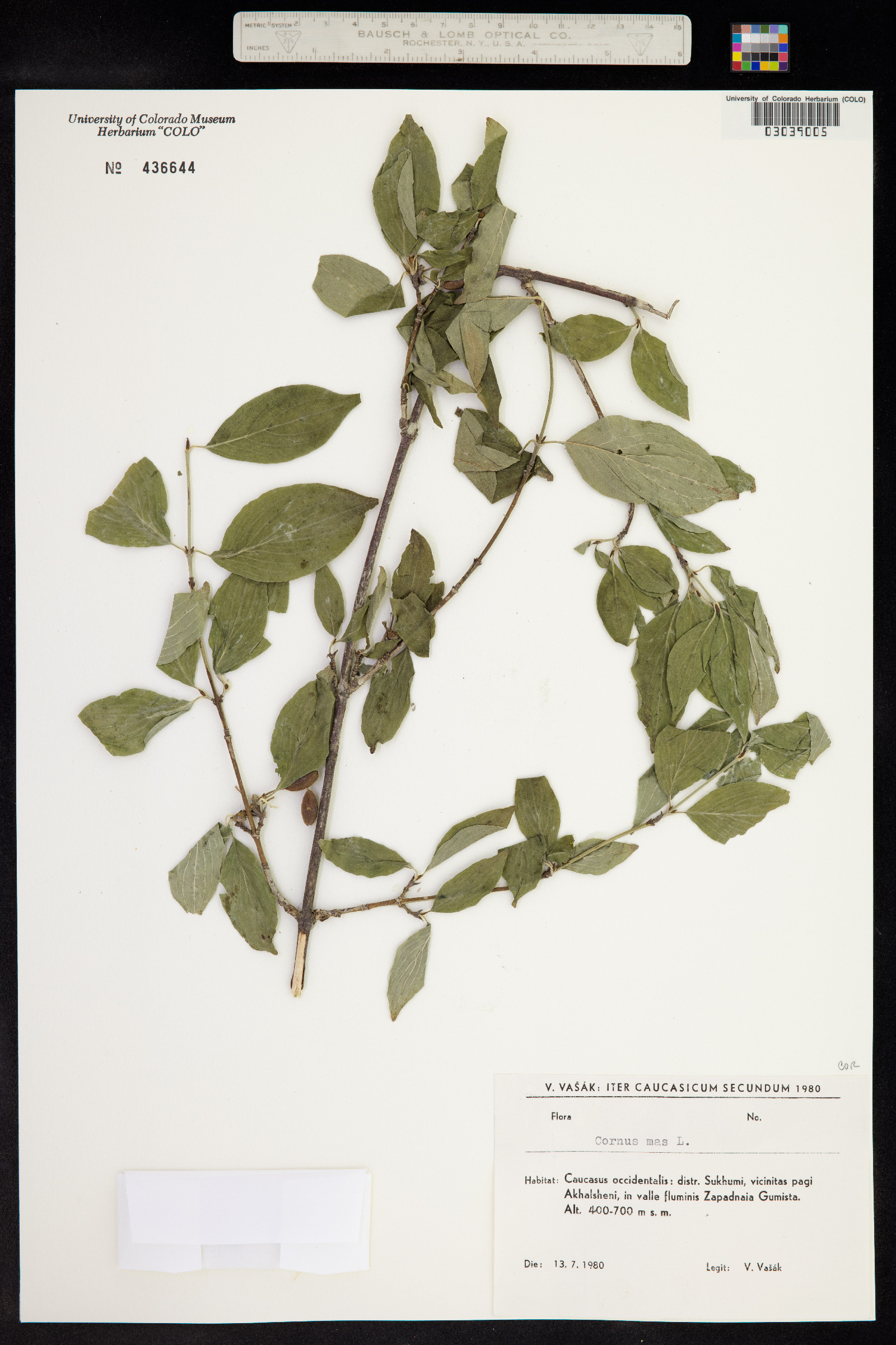 Cornus mas image