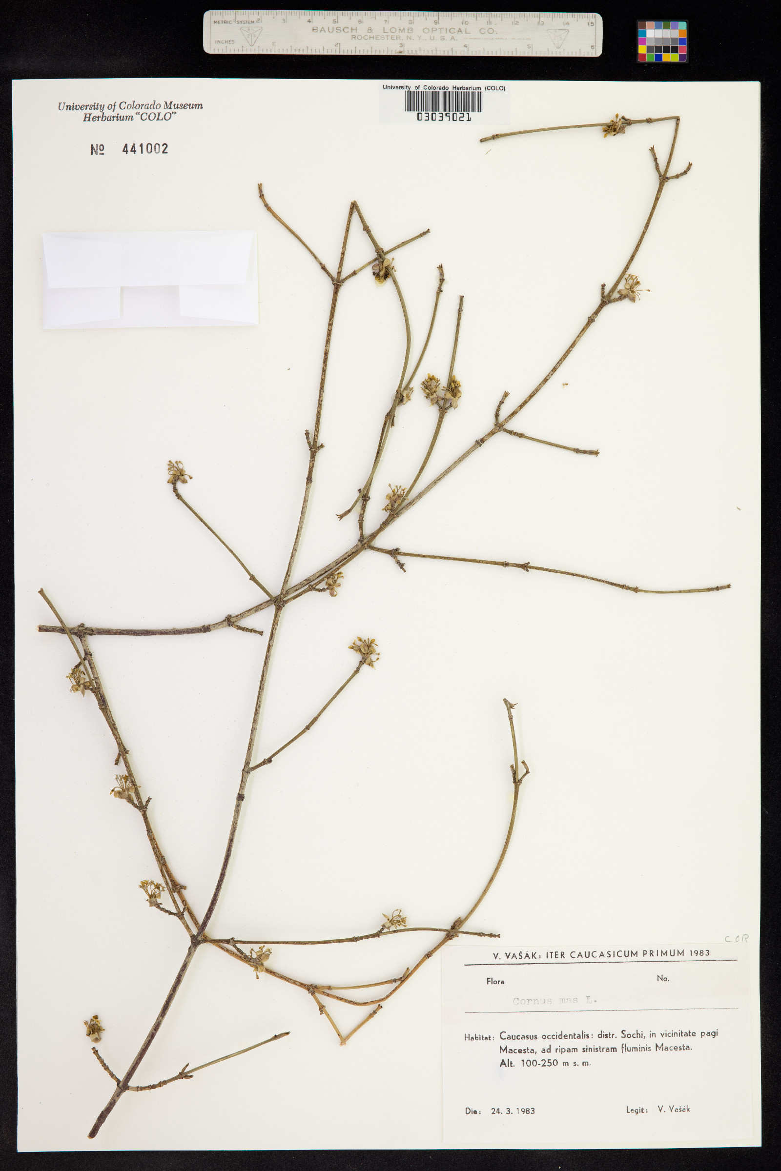 Cornus mas image