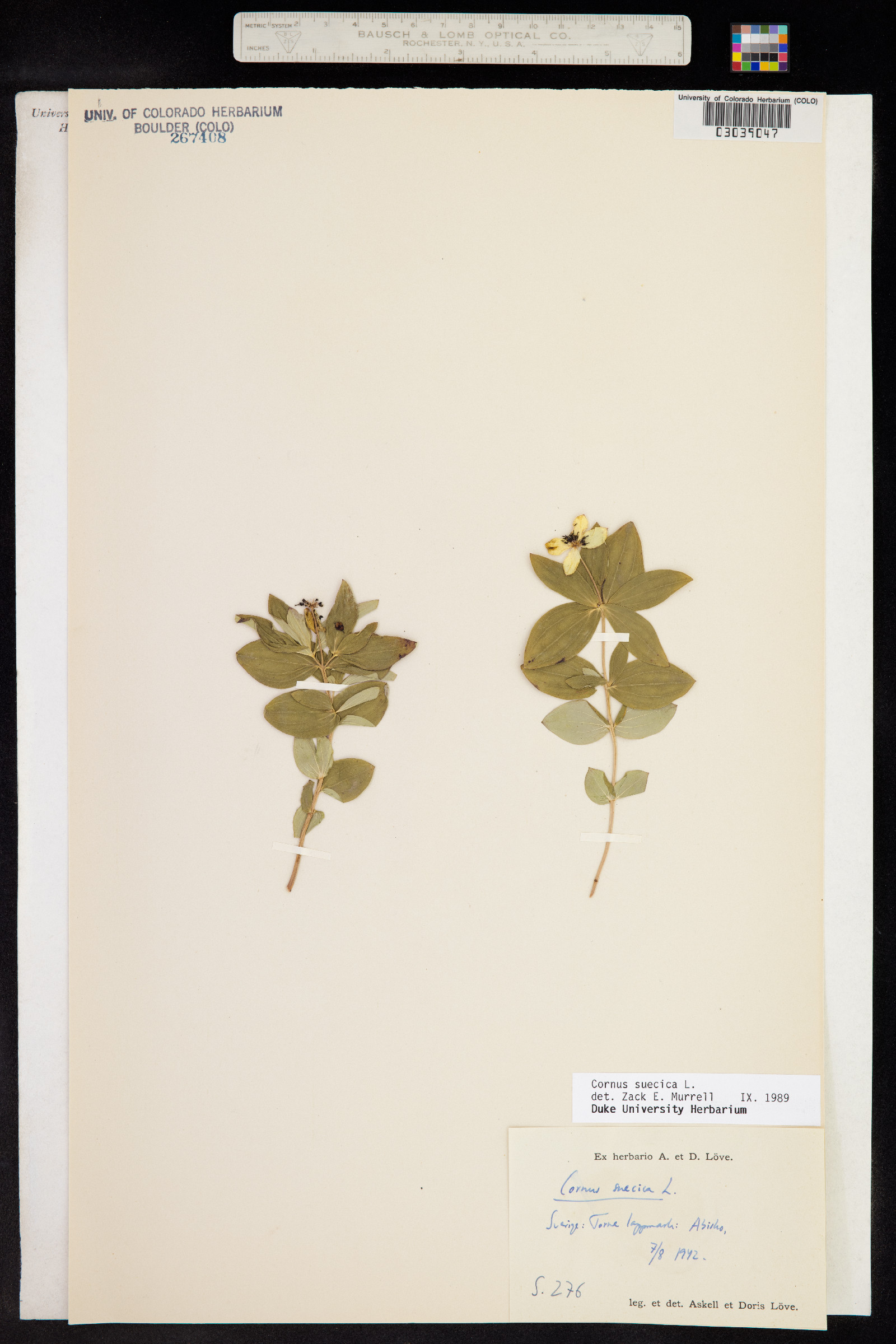 Cornus suecica image