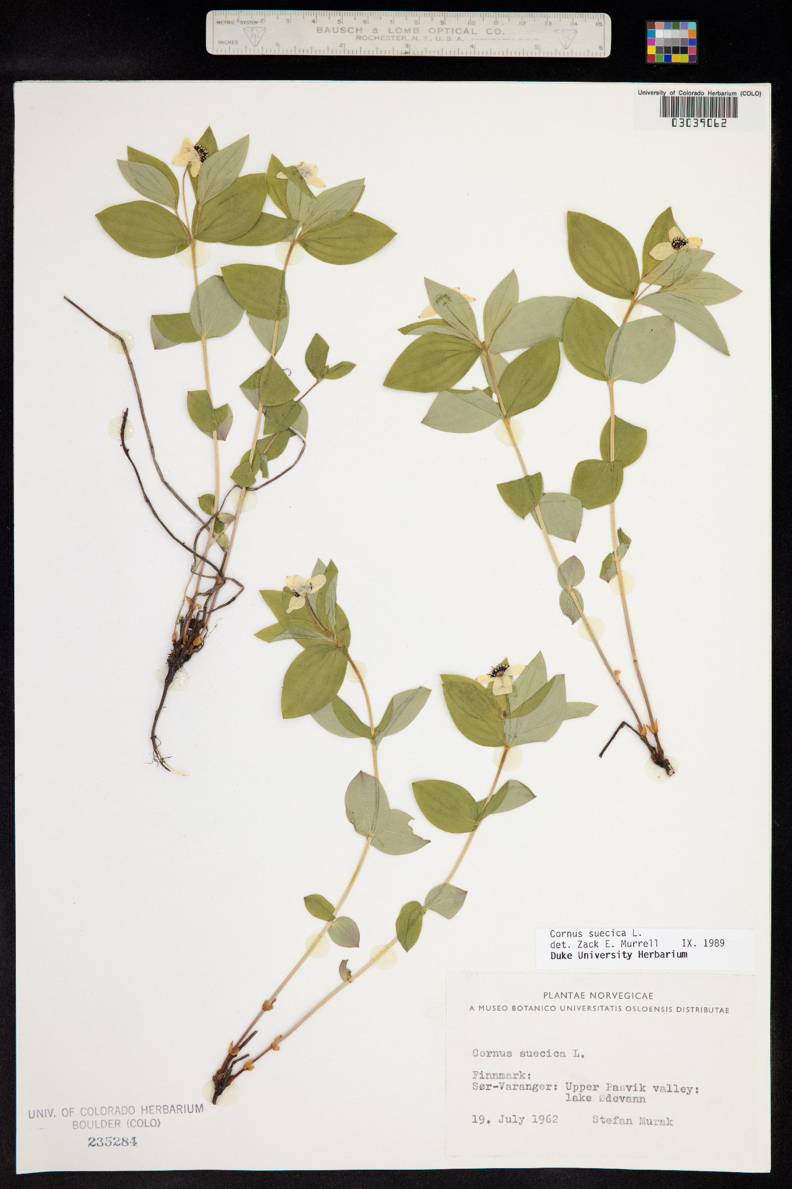 Cornus suecica image