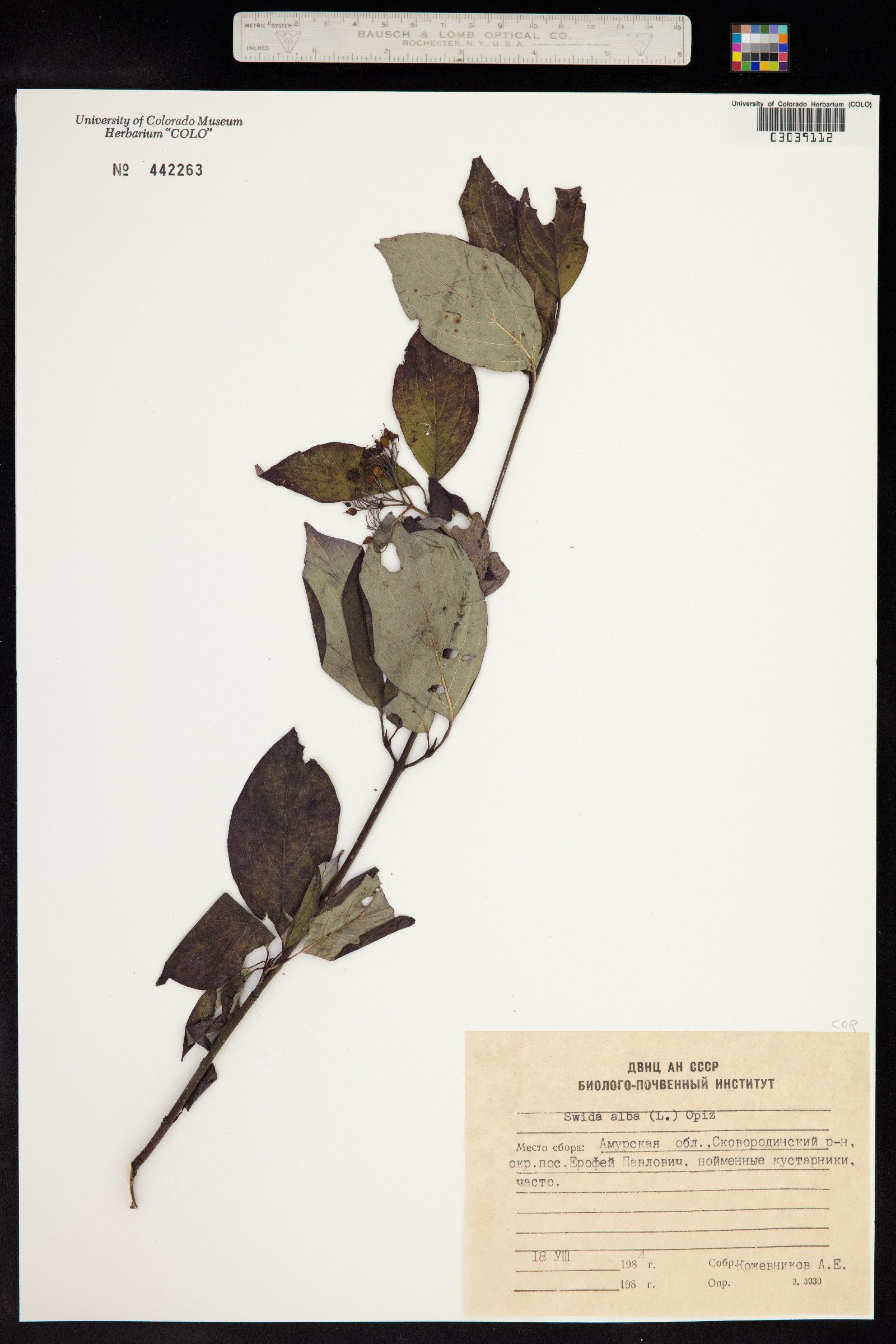 Cornus alba image