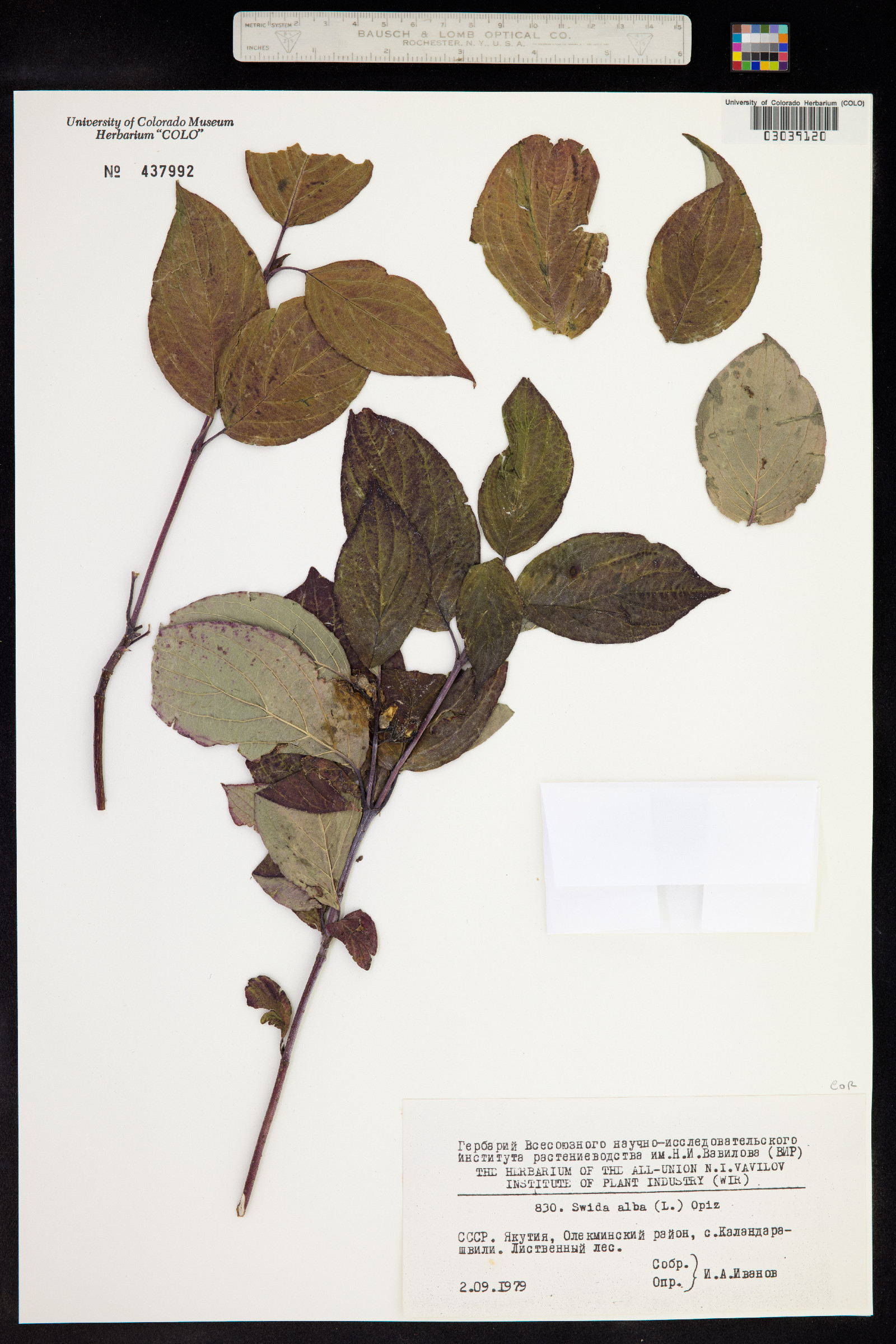 Cornus alba image