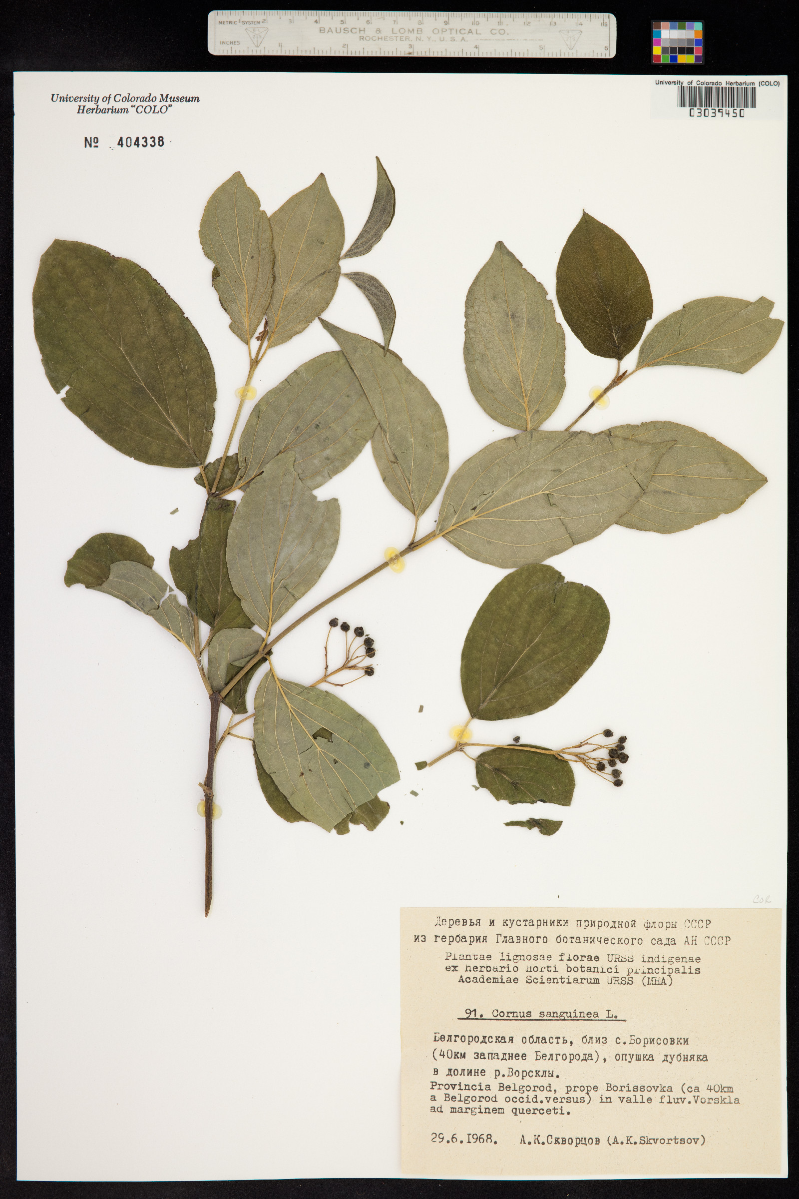 Cornus sanguinea image