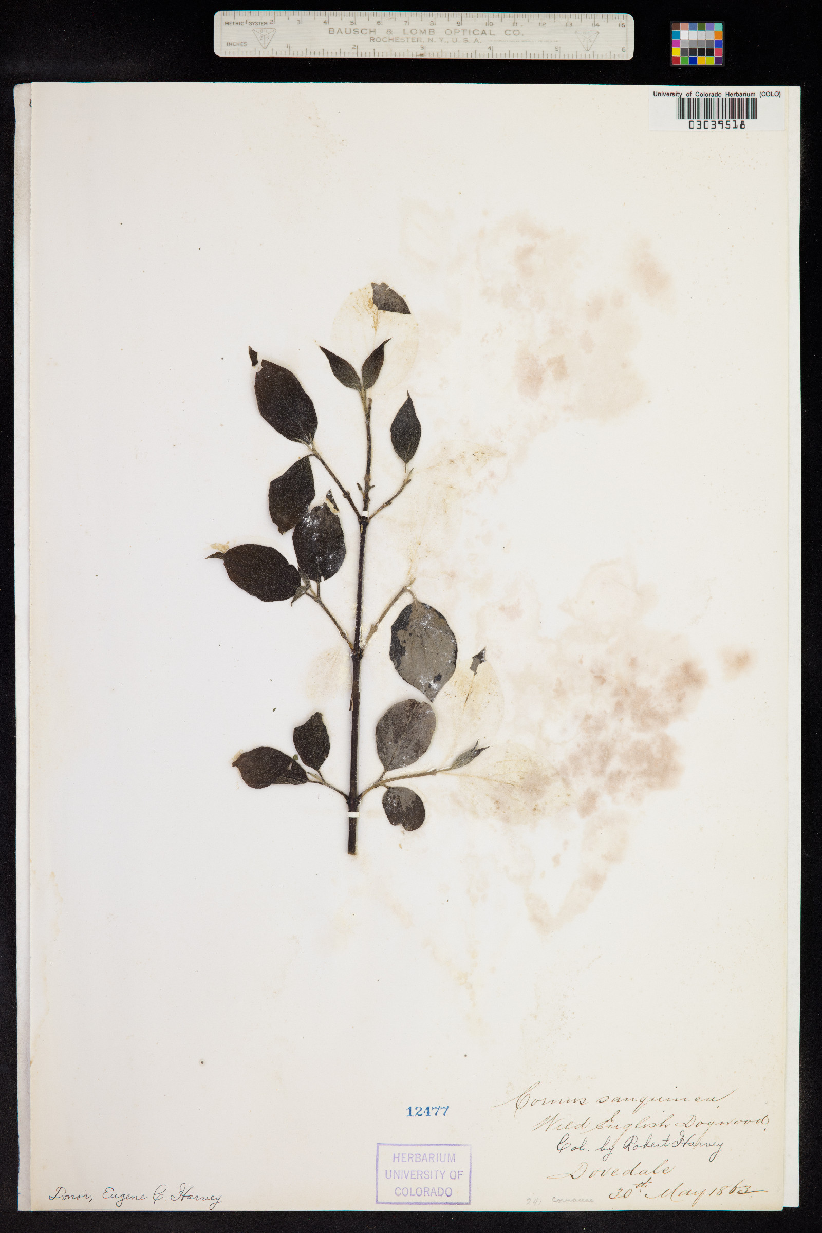 Cornus sanguinea image