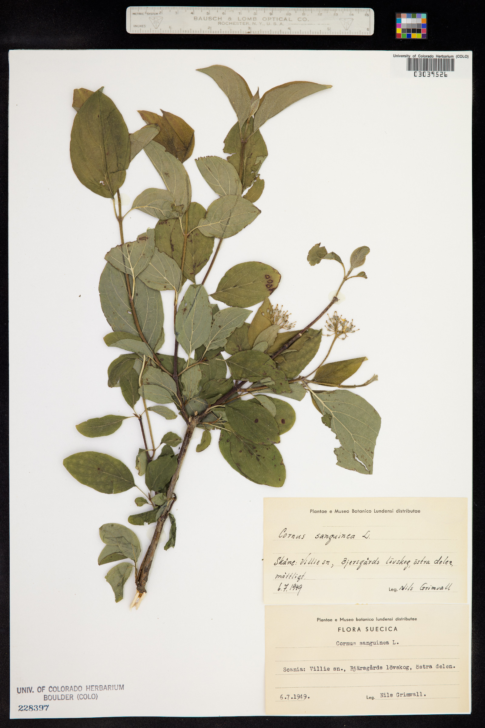Cornus sanguinea image
