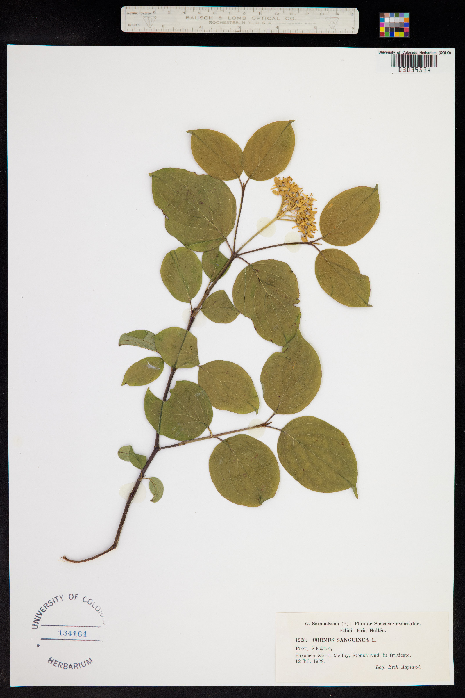 Cornus sanguinea image
