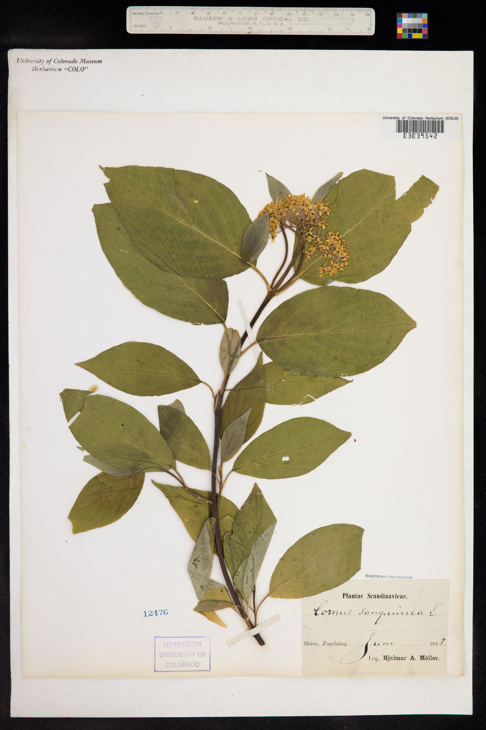 Cornus sanguinea image