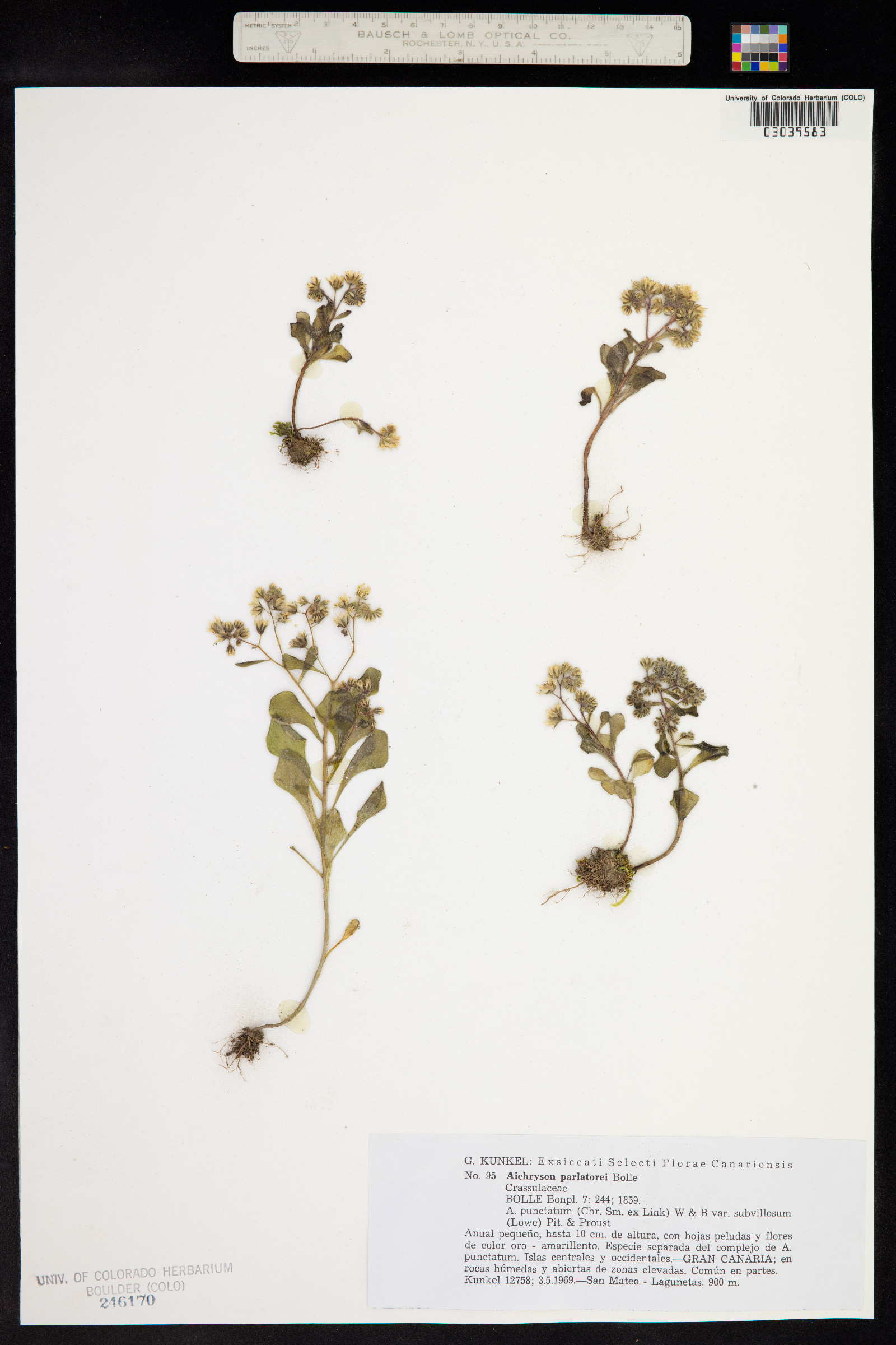 Aichryson parlatorei image
