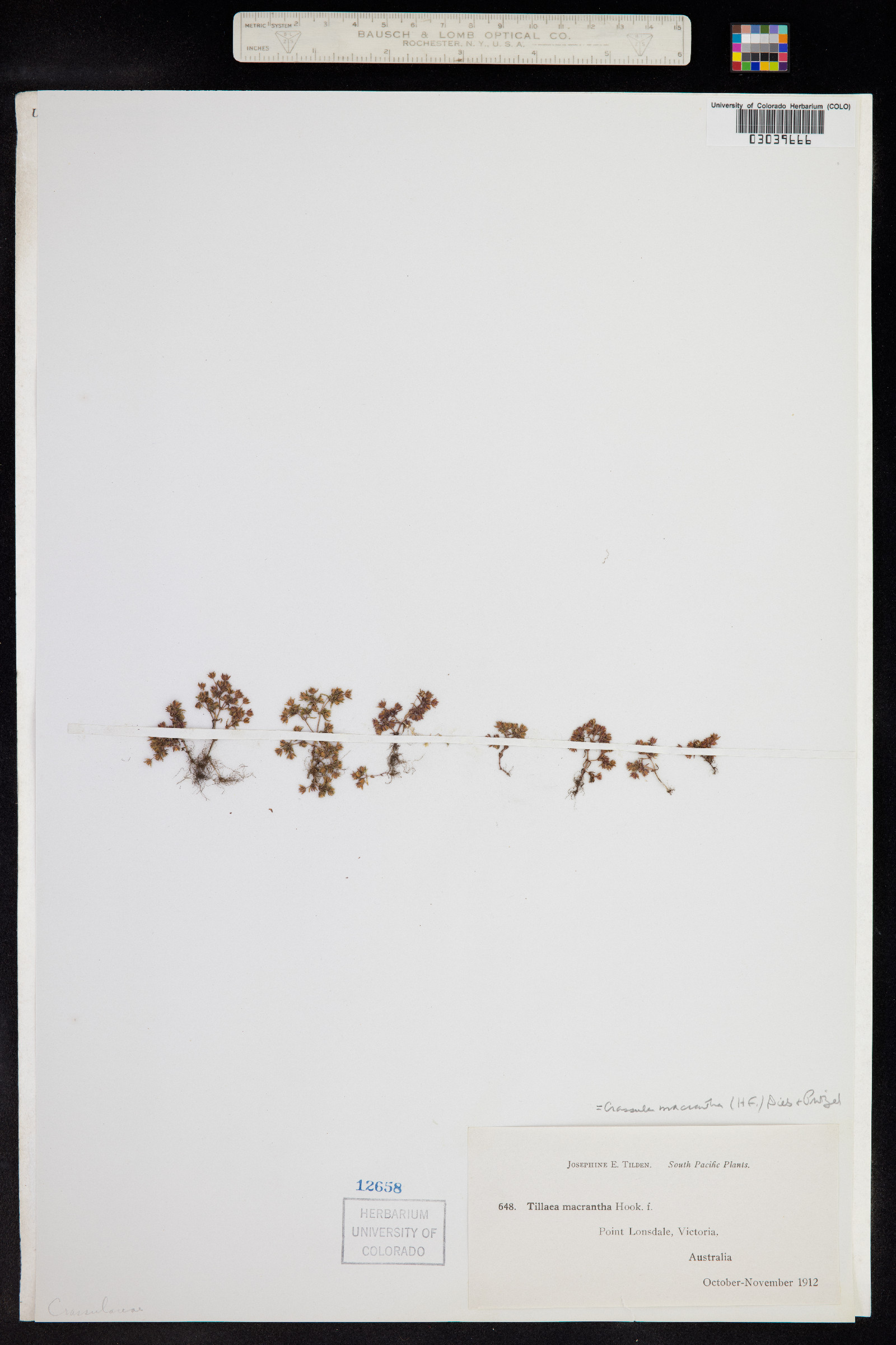 Crassula decumbens image