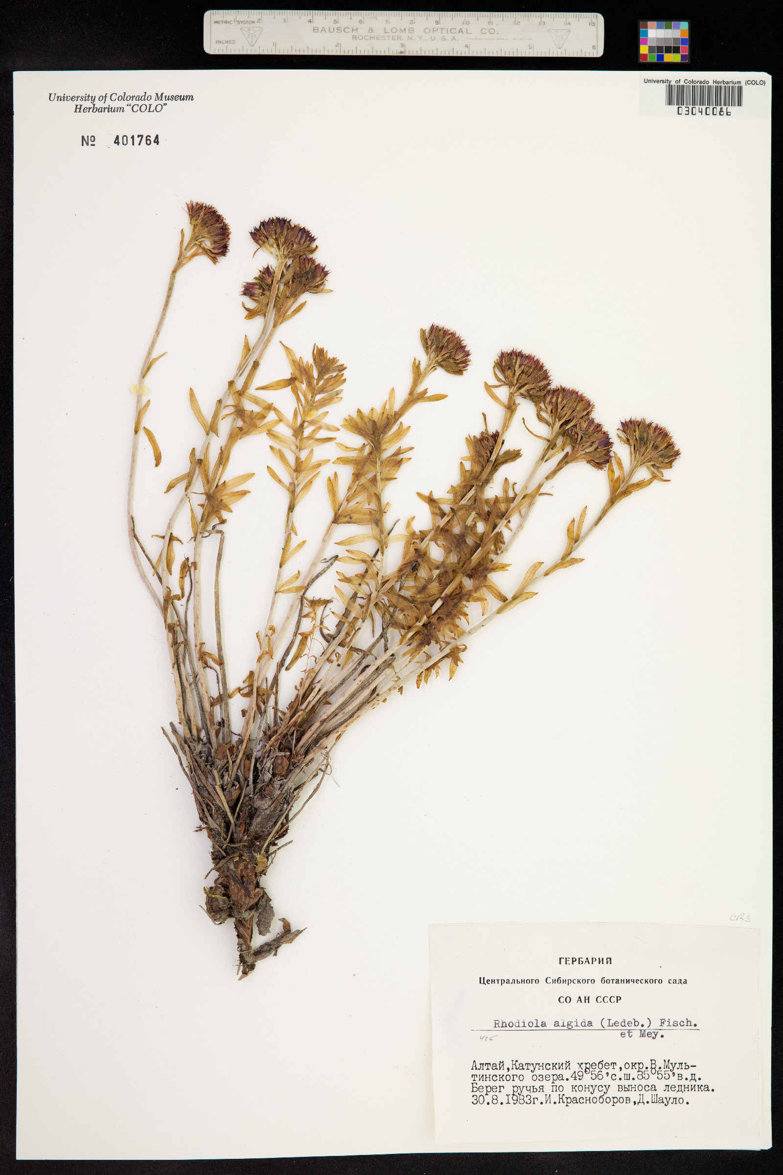 Rhodiola algida image