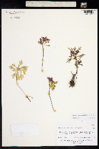 Rhodiola chrysanthemifolia image