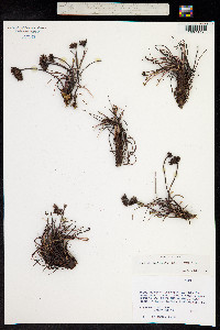 Rhodiola fastigiata image