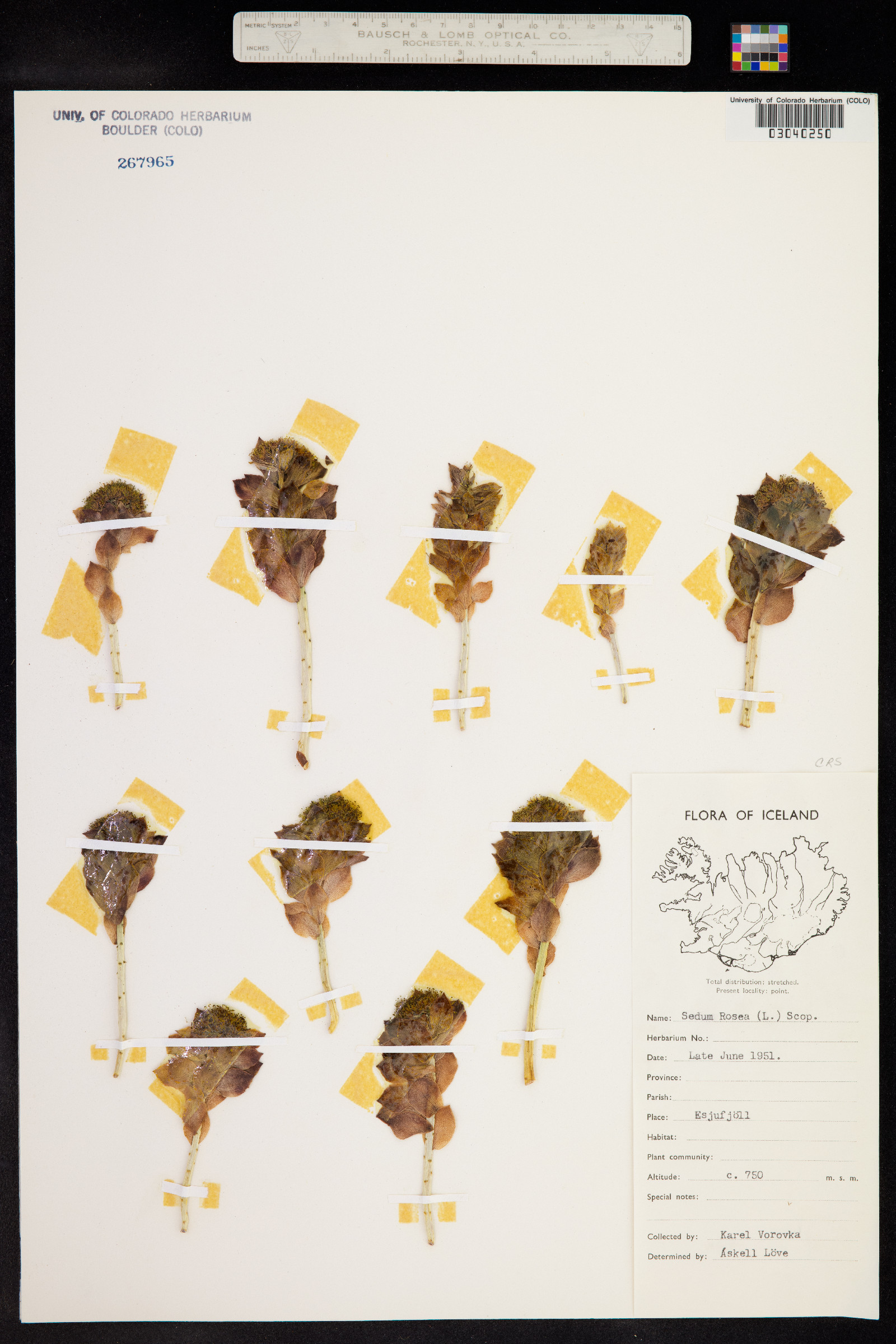 Rhodiola rosea image