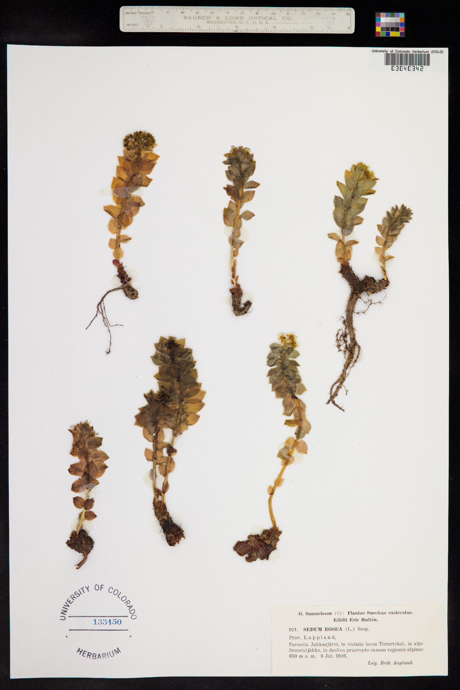 Rhodiola rosea image