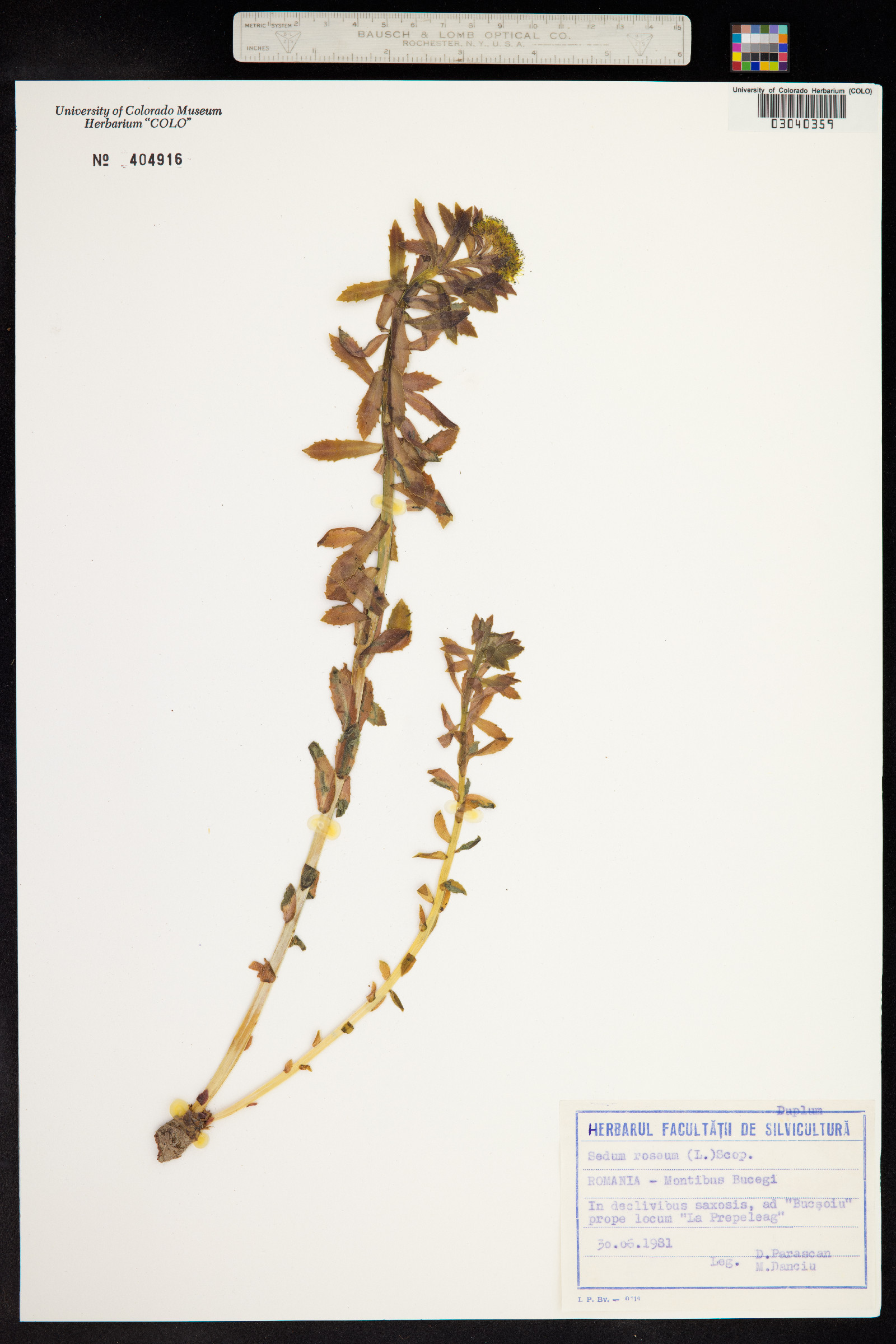Rhodiola rosea image