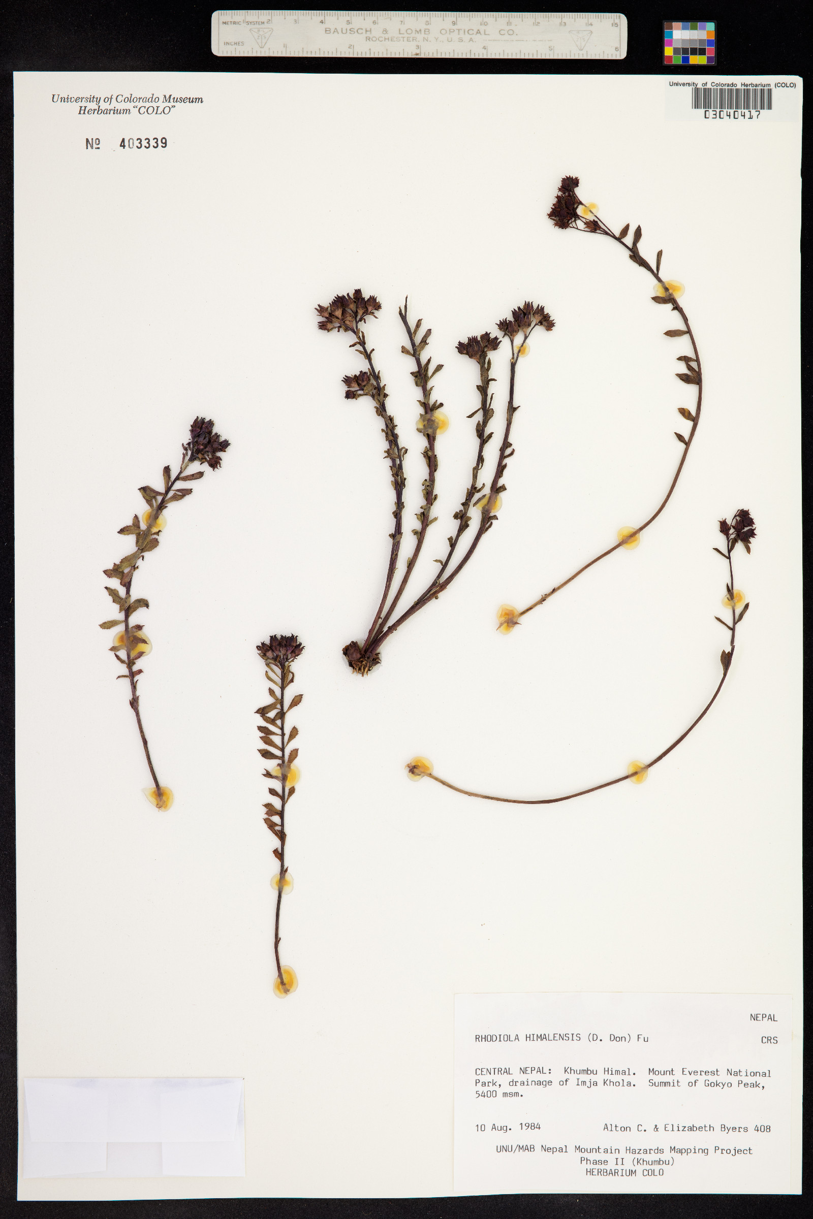 Rhodiola himalensis image