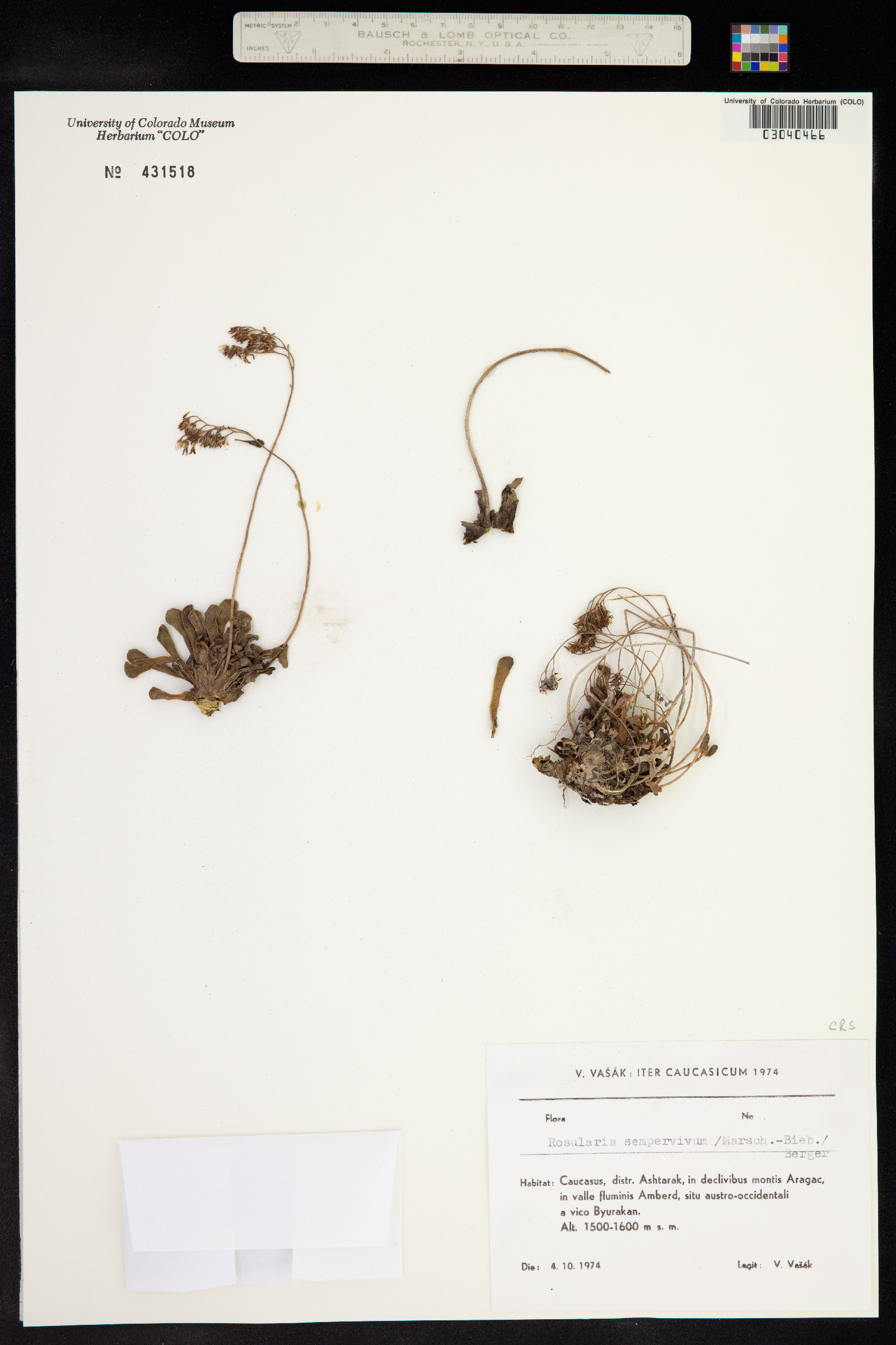 Rosularia Sempervivum image