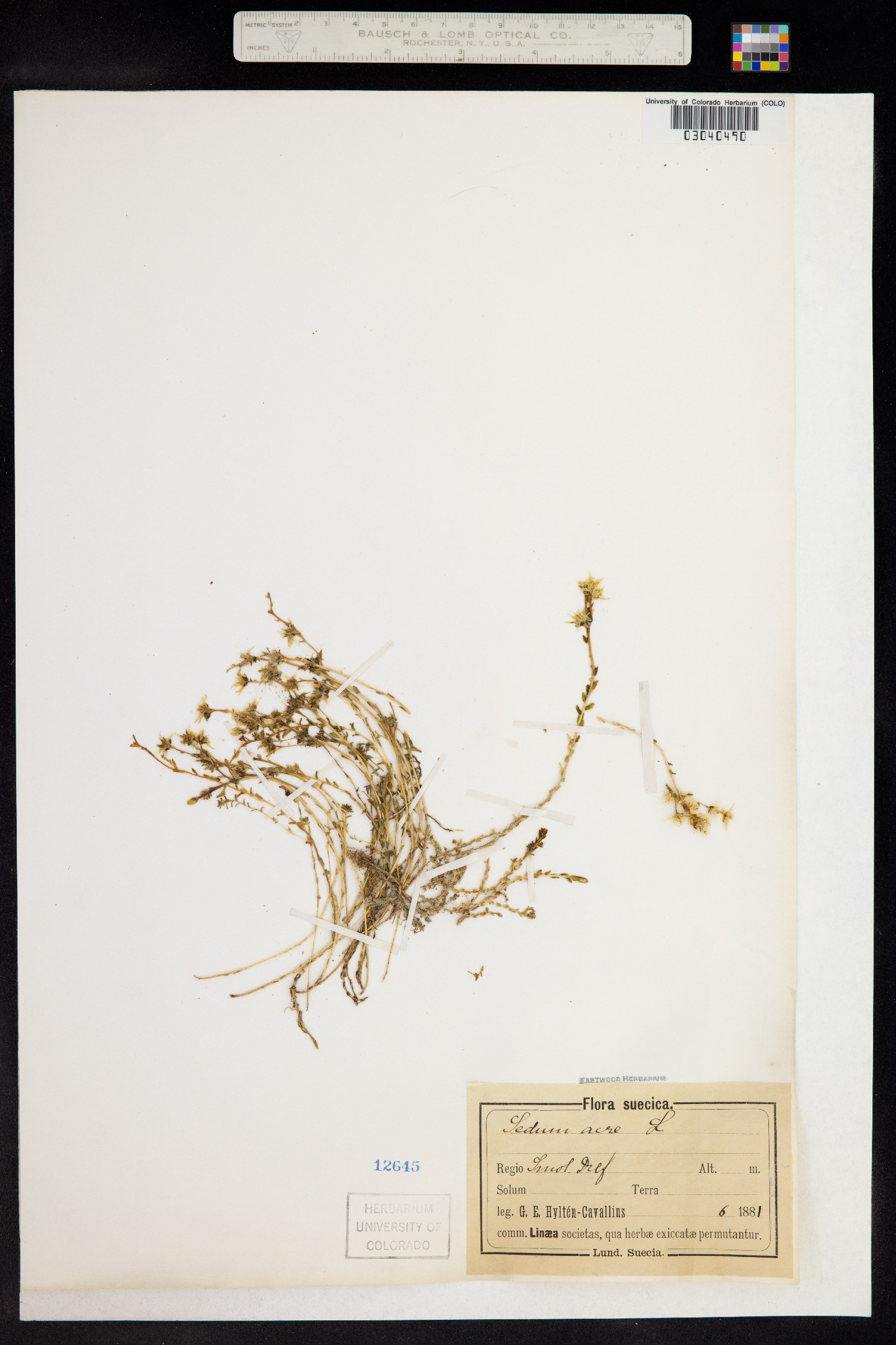 Crassulaceae image