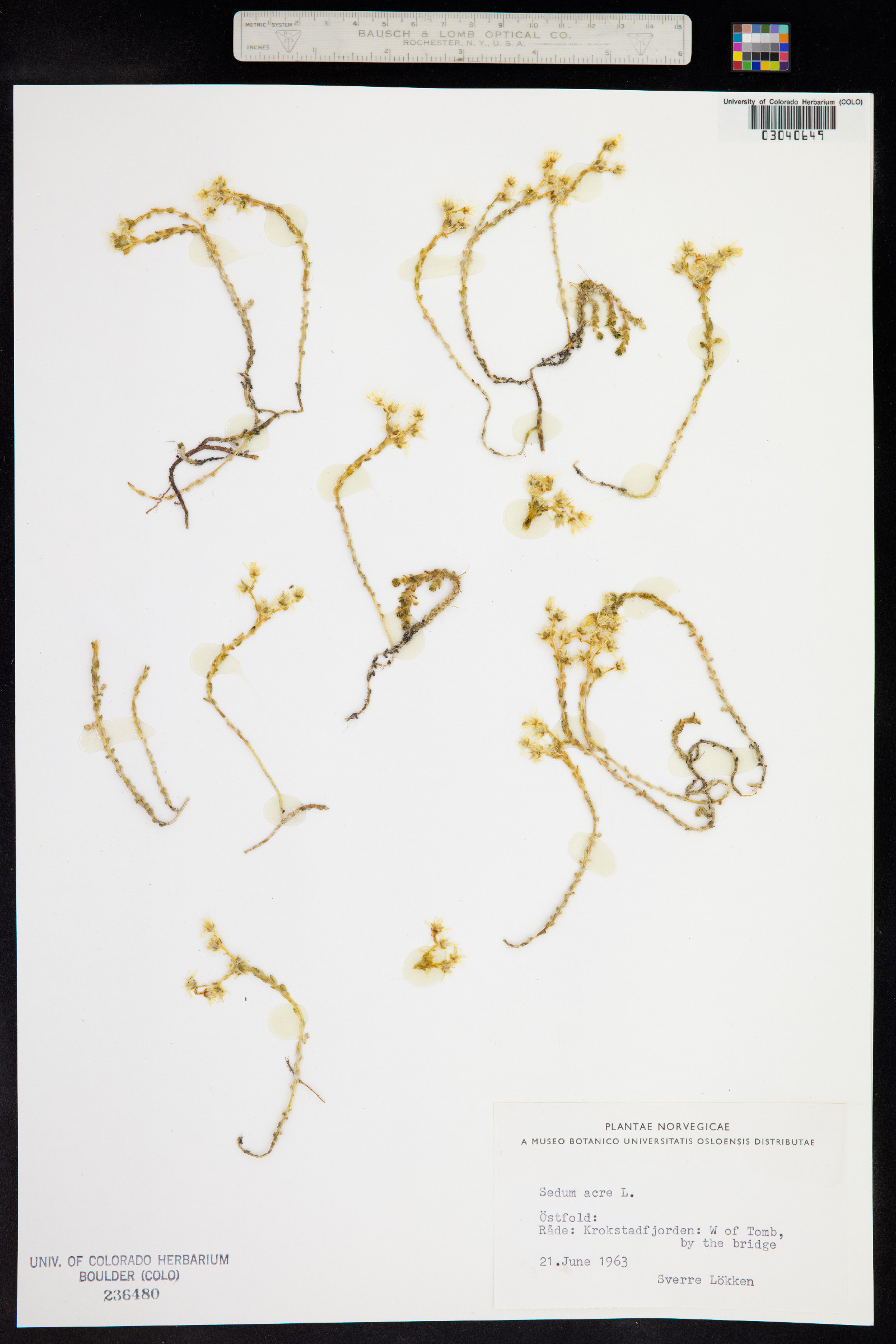 Crassulaceae image