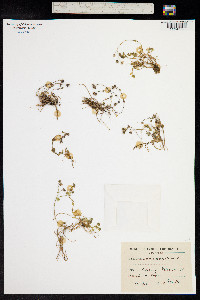 Sedum dasyphyllum image