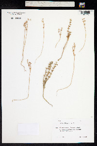 Image of Sedum hispanicum