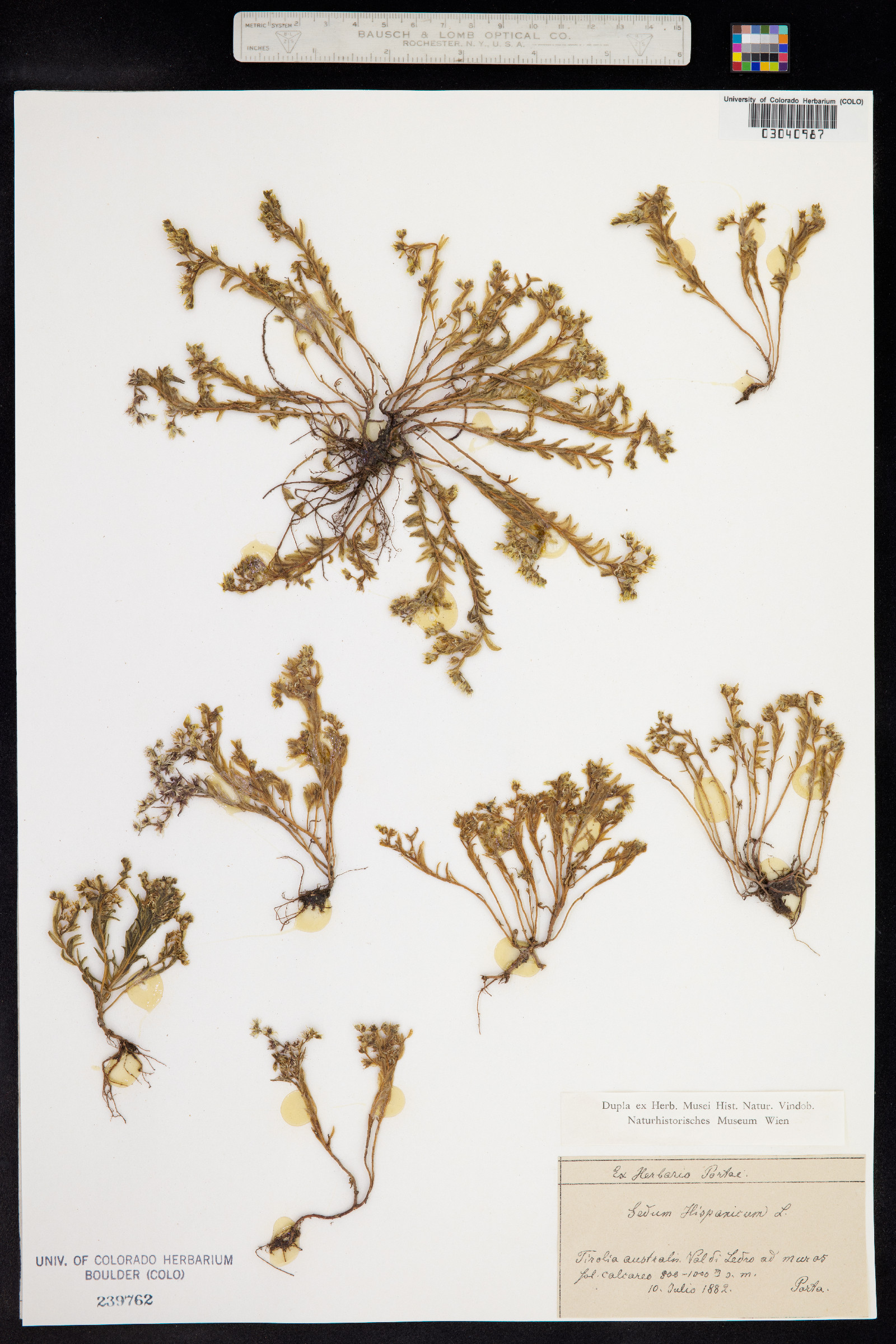 Sedum hispanicum image
