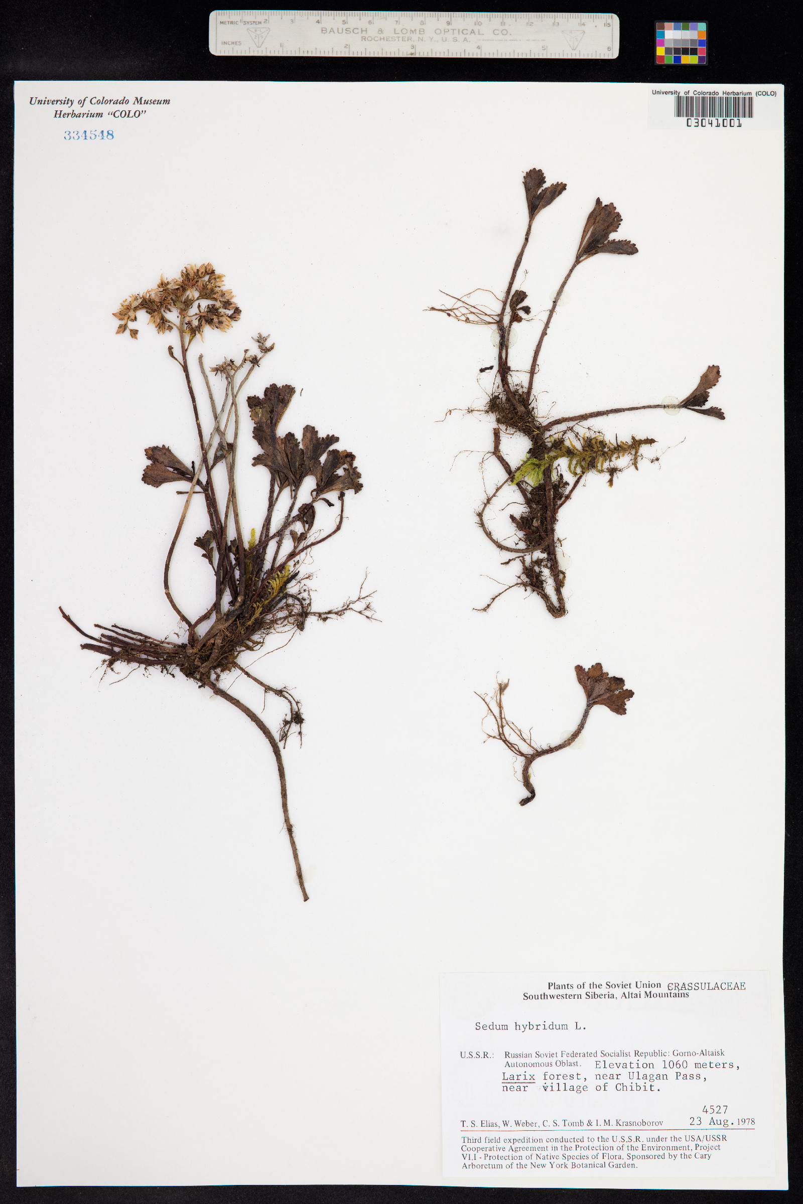 Phedimus hybridus image