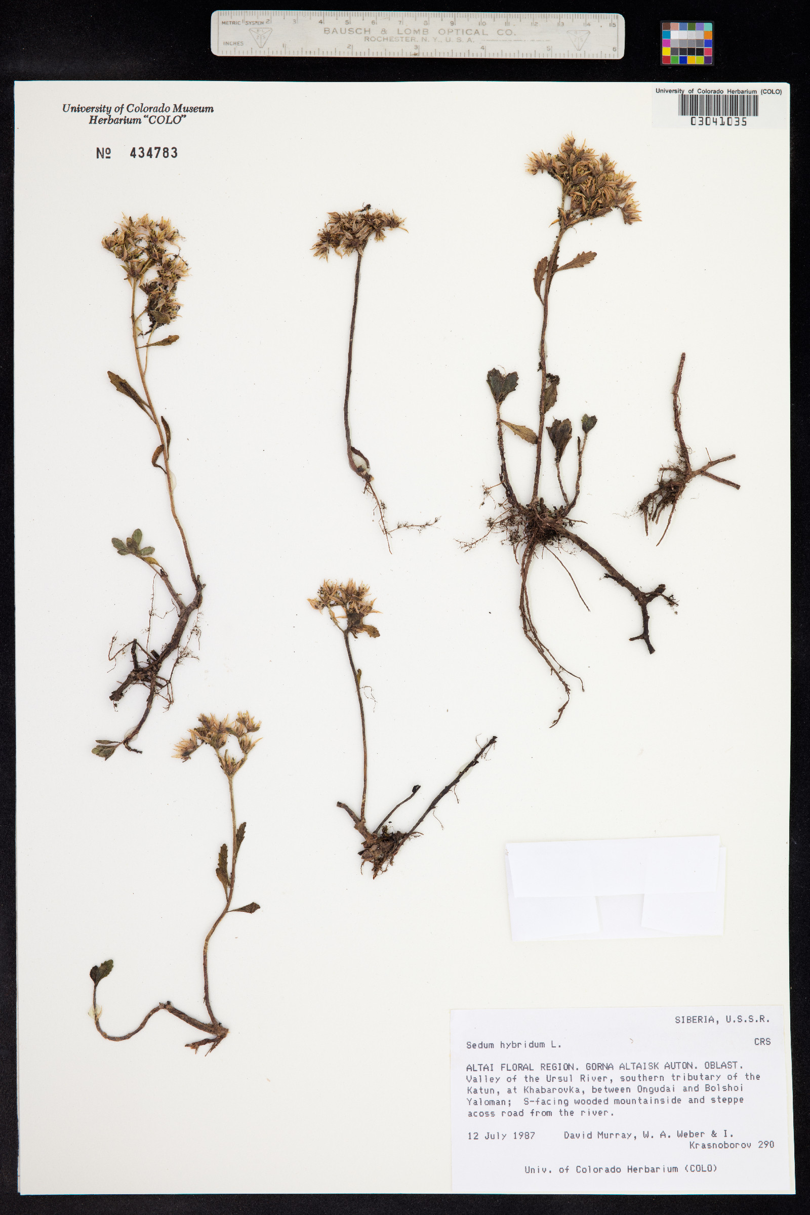 Phedimus hybridus image