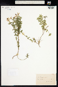 Genista germanica image