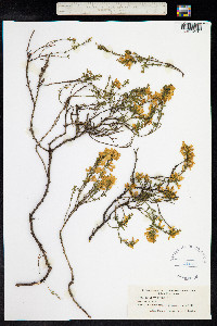 Genista pilosa image