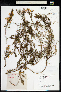 Genista pilosa image